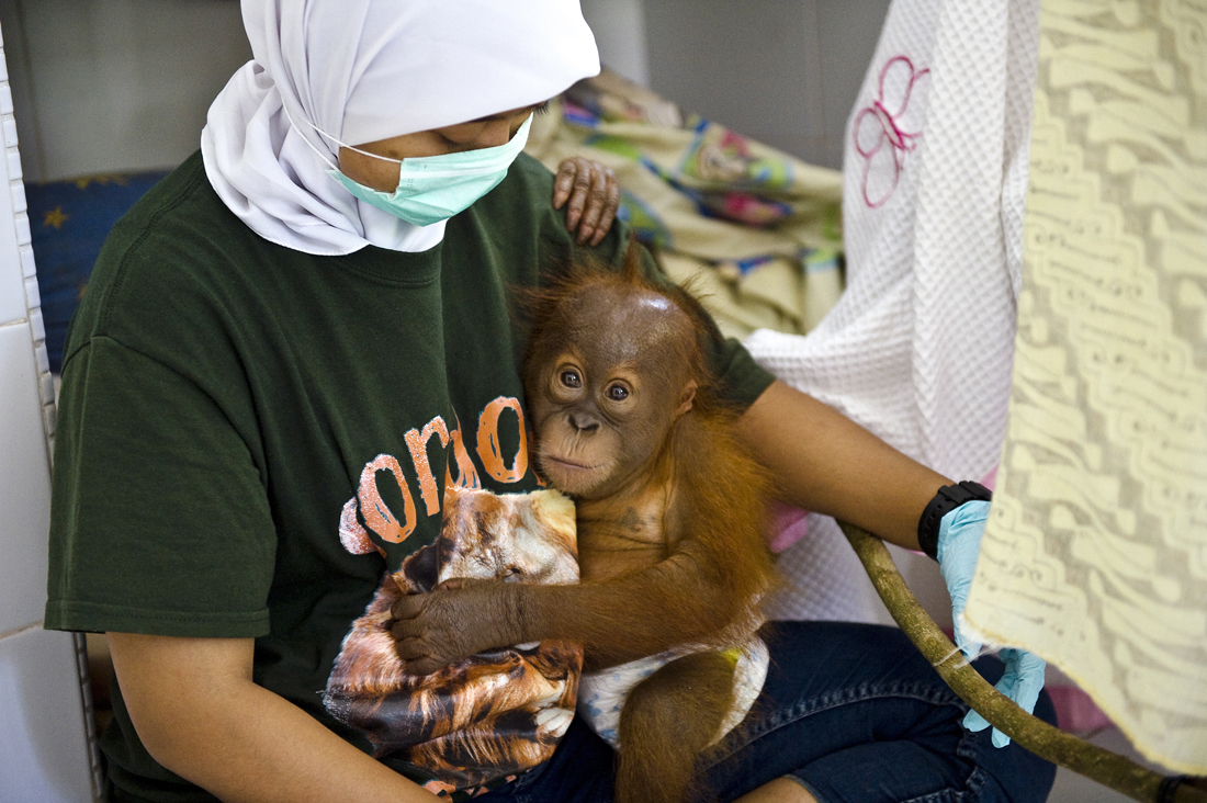 Displaced by Palmoil: Indonesia`s last Orangutans