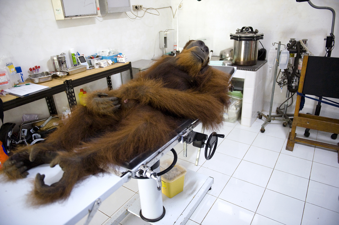 Displaced by Palmoil: Indonesia`s last Orangutans