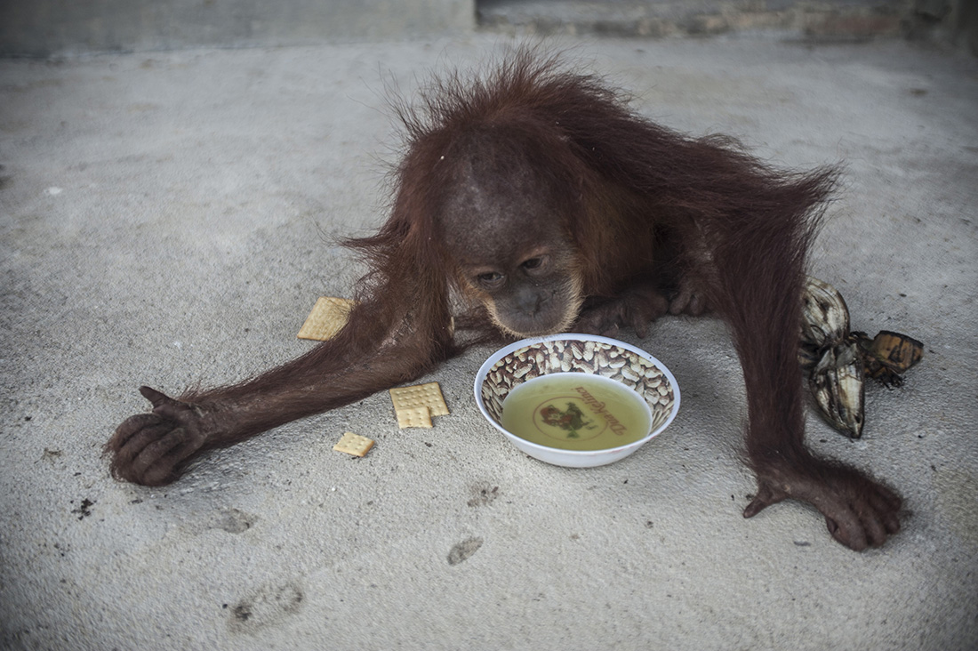 Human - Wild Sumatran Orangutan Conflicts (Behind The Forest Deforestation)