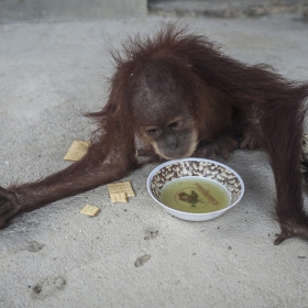 Human - Wild Sumatran Orangutan Conflicts (Behind The Forest Deforestation)